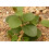 SAFLAX Geschenk Set - Kapernstrauch - Capparis - 25 Samen 6