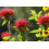 SAFLAX Geschenk Set - Goldmelisse - Monarda - 20 Samen 4