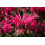 SAFLAX Geschenk Set - Goldmelisse - Monarda - 20 Samen 7