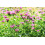 SAFLAX Geschenk Set - Goldmelisse - Monarda - 20 Samen 5