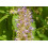 SAFLAX Set regalo - Menta coreana - 1200 semi - Agastache 4