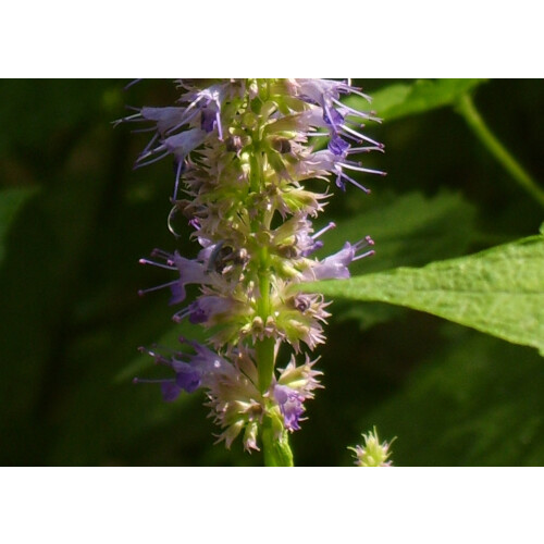 SAFLAX Set regalo - Menta coreana - 1200 semi - Agastache 2