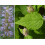 SAFLAX Set regalo - Menta coreana - 1200 semi - Agastache 8