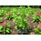 SAFLAX Geschenk Set - Limonen - Aniskraut - Agastache - 50 Samen 3