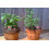 SAFLAX Geschenk Set - Thai - Basilikum - Ocimum - 200 Samen 4