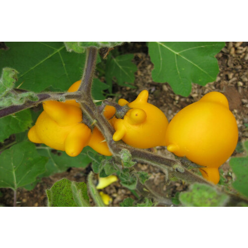 SAFLAX Geschenk Set - Kuheuterpflanze - Solanum - 10 Samen 2