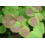 SAFLAX Geschenk Set - Lebkuchenbaum - Cercidiphyllum - 200 Samen 3