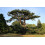 SAFLAX Geschenk Set - Libanonzeder - Cedrus - 20 Samen 7