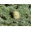 SAFLAX Geschenk Set - Libanonzeder - Cedrus - 20 Samen 4