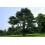 SAFLAX Geschenk Set - Libanonzeder - Cedrus - 20 Samen 5