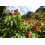 SAFLAX Geschenk Set - Lippenstiftstrauch - Bixa - 20 Samen 6