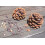 SAFLAX Geschenk Set - Mittelmeerpinie - Pinus - 6 Samen 8