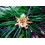 SAFLAX Geschenk Set - Mittelmeerpinie - Pinus - 6 Samen 6