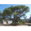 SAFLAX Geschenk Set - Mittelmeerpinie - Pinus - 6 Samen 3