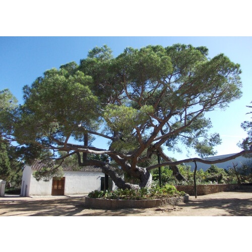 SAFLAX Geschenk Set - Mittelmeerpinie - Pinus - 6 Samen 2