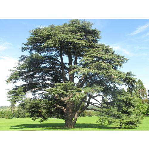 SAFLAX Geschenk Set - Atlaszeder - Cedrus - 20 Samen 2