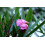 SAFLAX Geschenk Set - Oleander - Nerium - 50 Samen 6
