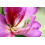 SAFLAX Geschenk Set - Orchideenbaum - Bauhinia - 8 Samen 5