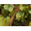 SAFLAX Geschenk Set - Orchideenbaum - Bauhinia - 8 Samen 3