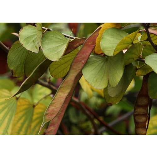 SAFLAX Geschenk Set - Orchideenbaum - Bauhinia - 8 Samen 2