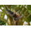 SAFLAX Geschenk Set - Paradiesvogelblume - Strelitzia - 5 Samen 8