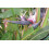SAFLAX Geschenk Set - Paradiesvogelblume - Strelitzia - 5 Samen 6