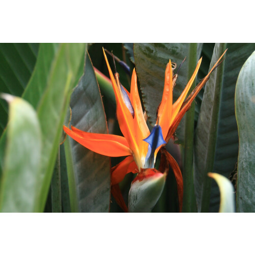 SAFLAX Geschenk Set - Paradiesvogelblume - Strelitzia - 5 Samen 2