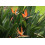 SAFLAX Geschenk Set - Paradiesvogelblume - Strelitzia - 5 Samen 5