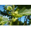 SAFLAX Geschenk Set - Parfumbaum - Cananga - 10 Samen 8