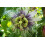 SAFLAX Geschenk Set - Purpurgranadilla - Passiflora - 40 Samen 4