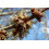 SAFLAX Geschenk Set - Rotahorn - Acer - 20 Samen 6