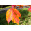SAFLAX Geschenk Set - Rotahorn - Acer - 20 Samen 3