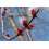 SAFLAX Geschenk Set - Rotahorn - Acer - 20 Samen 7