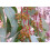 SAFLAX Geschenk Set - Roter Flusseucalyptus - Eucalyptus - 200 Samen 4