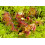 SAFLAX Set regalo - Rosolida - 50 semi - Drosera 3