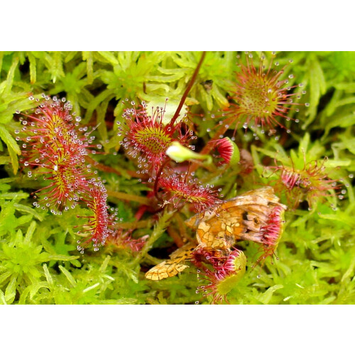 SAFLAX Set regalo - Rosolida - 50 semi - Drosera 2