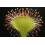 SAFLAX Set regalo - Rosolida - 50 semi - Drosera 4