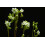 SAFLAX Set regalo - Rosolida - 50 semi - Drosera 7