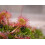 SAFLAX Set regalo - Rosolida - 50 semi - Drosera 8