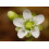 SAFLAX Set regalo - Rosolida - 50 semi - Drosera 6
