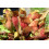 SAFLAX Geschenk Set - Kannenpflanze - Sarracenia - 10 Samen 5