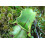 SAFLAX Geschenk Set - Kannenpflanze - Sarracenia - 10 Samen 3