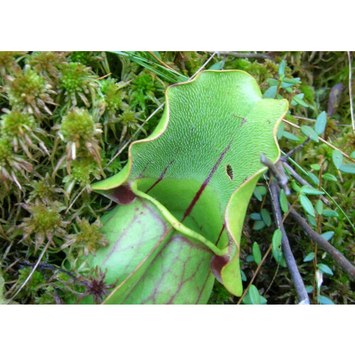 SAFLAX Geschenk Set - Kannenpflanze - Sarracenia - 10 Samen 2