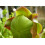 SAFLAX Geschenk Set - Kannenpflanze - Sarracenia - 10 Samen 8