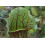 SAFLAX Geschenk Set - Kannenpflanze - Sarracenia - 10 Samen 7