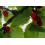 SAFLAX Geschenk Set - Schwarzer Maulbeerbaum - Morus - 200 Samen 5