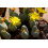 SAFLAX Geschenk Set - Blühende Steine - Conophytum - 40 Samen 5