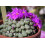 SAFLAX Geschenk Set - Blühende Steine - Conophytum - 40 Samen 6
