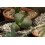 SAFLAX Geschenk Set - Lebender Granit - Pleiospilos - 40 Samen 5