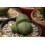 SAFLAX Geschenk Set - Lebender Granit - Pleiospilos - 40 Samen 6